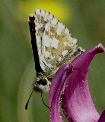Pyrgus sp.
